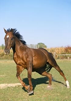 WAT-3187 Thoroughbred Horse - pure blood