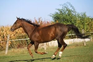 WAT-3188 Thoroughbred Horse - pure blood - galloping / running