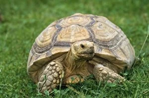 WAT-4384 African Spurred Tortoise - on grass