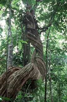 WAT-4814 Rainforest - Liana vines