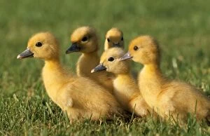 WAT-4911 DUCK - domestic ducklings - x five in grass