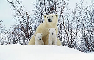 WAT-5180-M Polar Bear - and two cubs wearing christmas hats