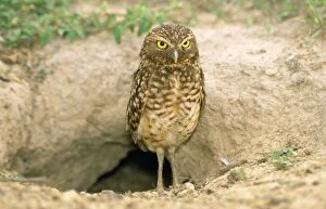 Wat-5937 Burrowing Owl - Burrow Behind