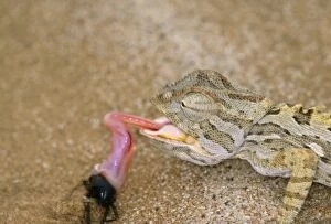 Wat-6049 Namaqua Chameleon Shows Tongue
