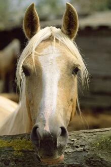 WAT-6914 Barbe Arabian Horse - head shot, palamino colouring