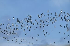 Wat-7113 Curlew - Flock in Flight