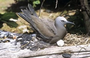 WAT-7601 Common Noddy TERN - on nest, with eggs