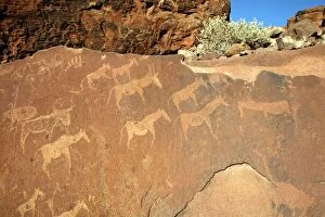 WAT-8178 NAMIBIA - Rock engravings of wildlife