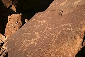 WAT-8182 NAMIBIA - Rock engravings of wildlife