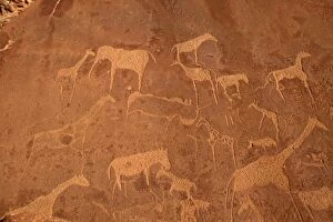 WAT-8187 NAMIBIA - Rock engravings of wildlife