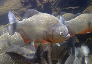 WAT-8857 Red-bellied Piranha - underwater