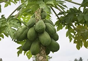 WAT-8931 Papaya - fruit on tree