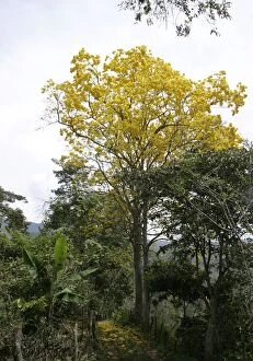 WAT-8973 Araguaney - national tree of Venezuela