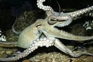 WAT-9586 Common Octopus