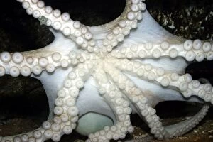 WAT-9589 Common Octopus - showing underside, suckers and tentacles
