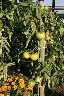 WAT-9851 Tomato plant with unripe, green fruit - growing against wooden frame with Marigold flowers