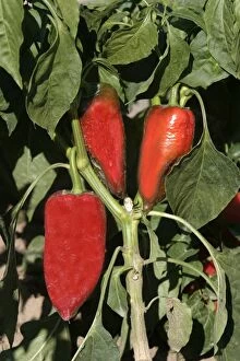 WAT-9932 Red Chilli Pepper / Pimento