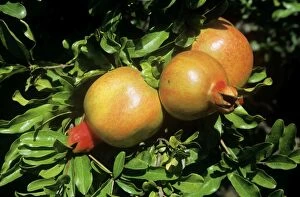 WAT-9937 Pomegranate fruit