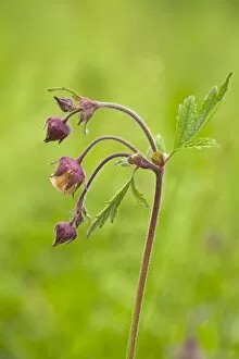Buds Gallery: Water Avens - close up side view showing detail of the stem leaves and flower - May