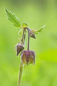 Delicate Gallery: Water Avens - showing close up of flower head in flower - May