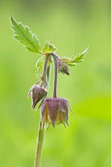 Delicate Prints: Water Avens - showing close up of flower head in flower - May - Longdon - Staffordshire - England