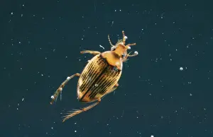 Water Beetle AP 498 Haliplus sp. © Dennis Avon / ARDEA LONDON