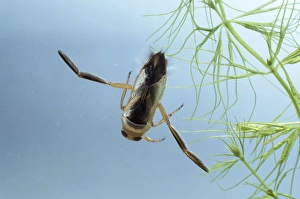 Boatmen Collection: Water Boatman