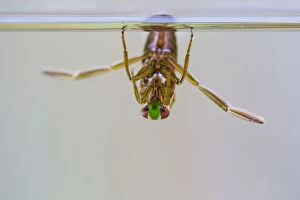 Images Dated 6th September 2012: Water Boatman