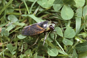 Boatmen Collection: Water Boatman - migrating over land - UK