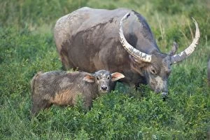 Bubalus Gallery: Water Buffalo - mother and young calf