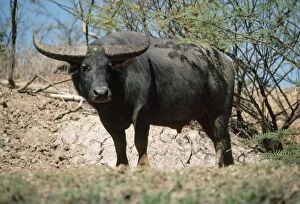 Images Dated 24th April 2008: Water Buffalo Northern Territory Australia
