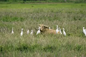 Water Buffalo - surounded by Cattle Egrets (Bubulcus ibis), feeding around the buffalo - Bohol, Philippines. February. Ph41. 0996