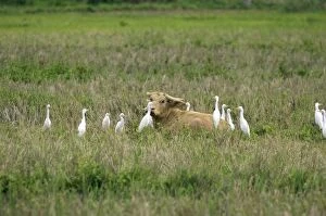 Water Buffalo - surrounded by Cattle Egrets (Bubulcus ibis), feeding around the buffalo