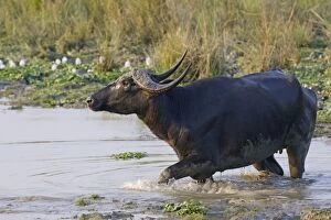 Bubalus Gallery: Water Buffalo - in water pool