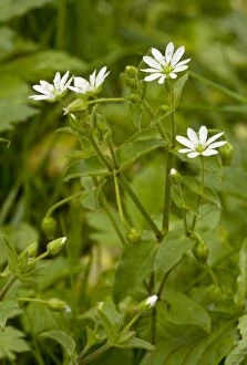 Images Dated 30th September 2010: Water Chickweed (Myosoton aquaticum = Stellaria) in flower in damp grassland; Romania