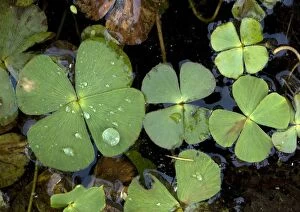 Water clover - An aquatic fern with 4-lobed leaves
