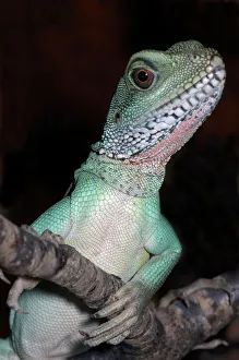 Images Dated 16th June 2006: Water dragon, Australia