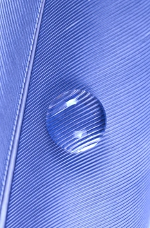 Water Droplet on Feather