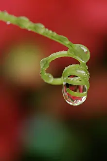 Rain Prints: Water droplet - On bryony tendrill Bedfordshire UK 064