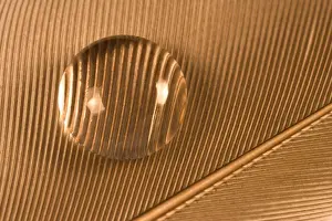 Droplets Prints: Water Droplet on Feather