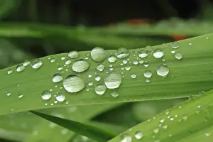 Water Droplets