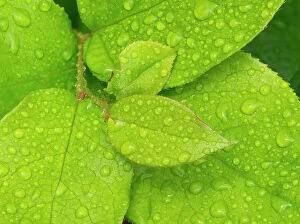 Flora Collection: Water drops on Salal leaves Date: 12-07-2020