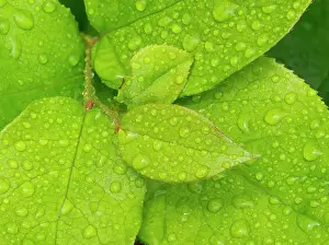 Shrub Prints: Water drops on Salal leaves Date: 12-07-2020