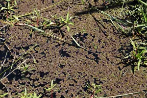Water Fern. Bangweuleu Marsh - Zambia