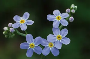 Aquatic Prints: Water forget-me-not flowers