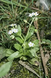 Medicinal Prints: Water Forget-Me-Not ROG 9638 Myosotis secunda © Bob Gibbons / ARDEA LONDON
