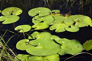 Water gentian / water snowflake. Bangweuleu Marsh - Zambia