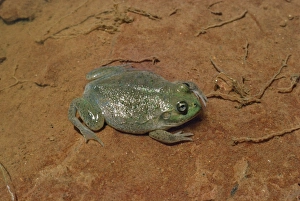 Images Dated 9th August 2007: Water-holding Frog Australia