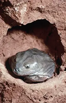 Arid Prints: Water-holding Frog - in burrow - Central Australia AU-1418