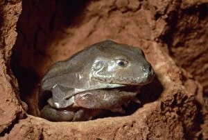 Burrows Gallery: Water-holding Frog - covered with dry skin in underground